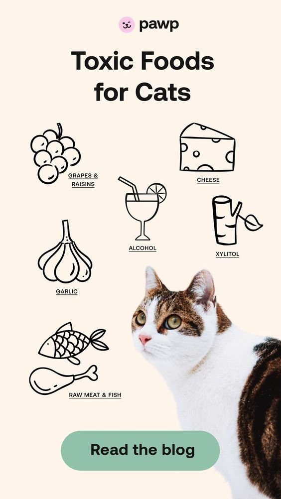 Foods that are Dangerous or Toxic to Cats