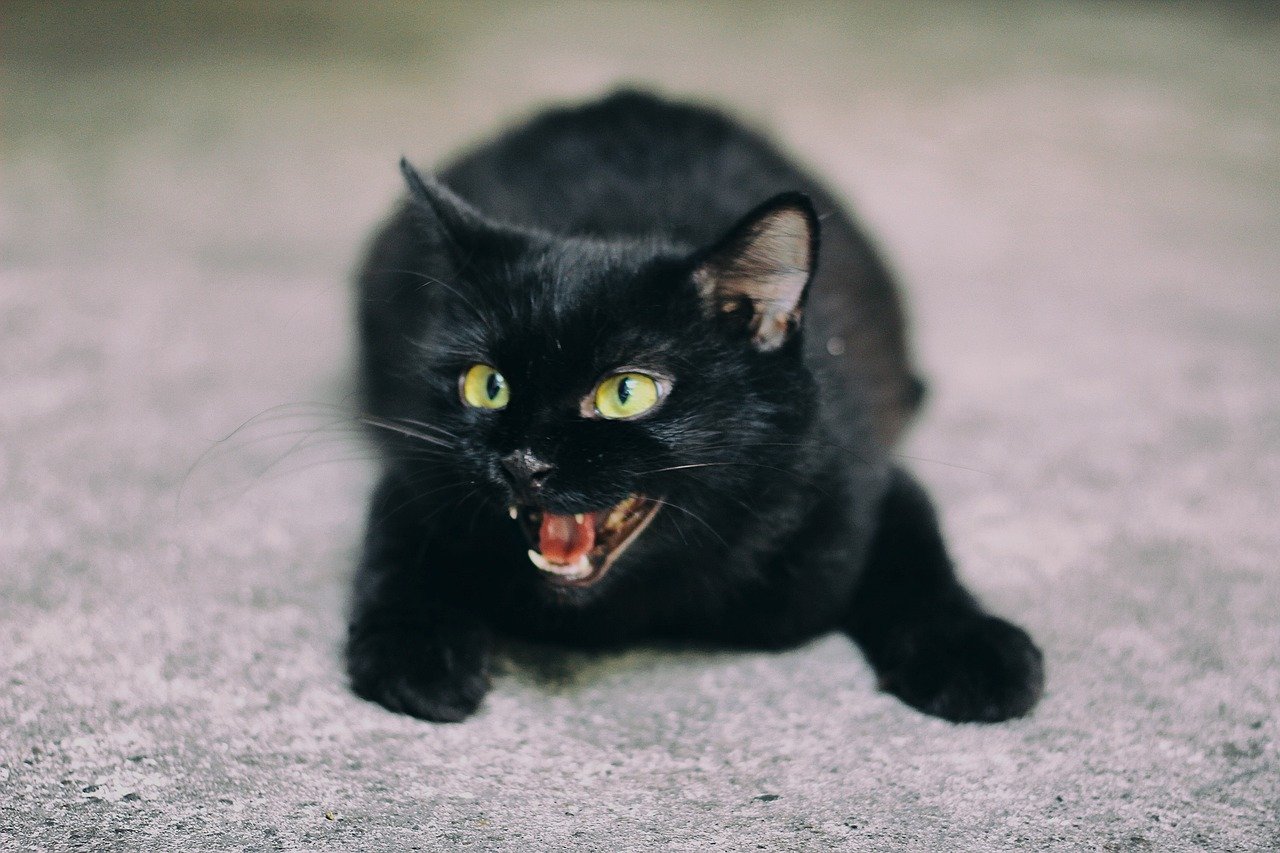 Can Persian cats be aggressive?