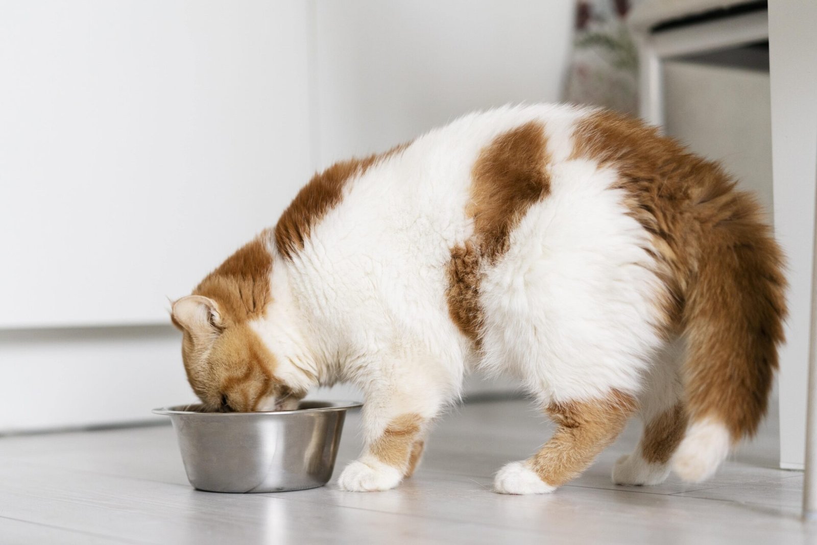 The Best Food For Calico Cats