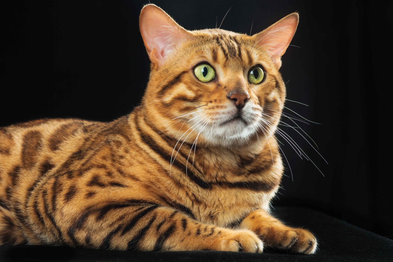 Brown Tabby Persian Cat