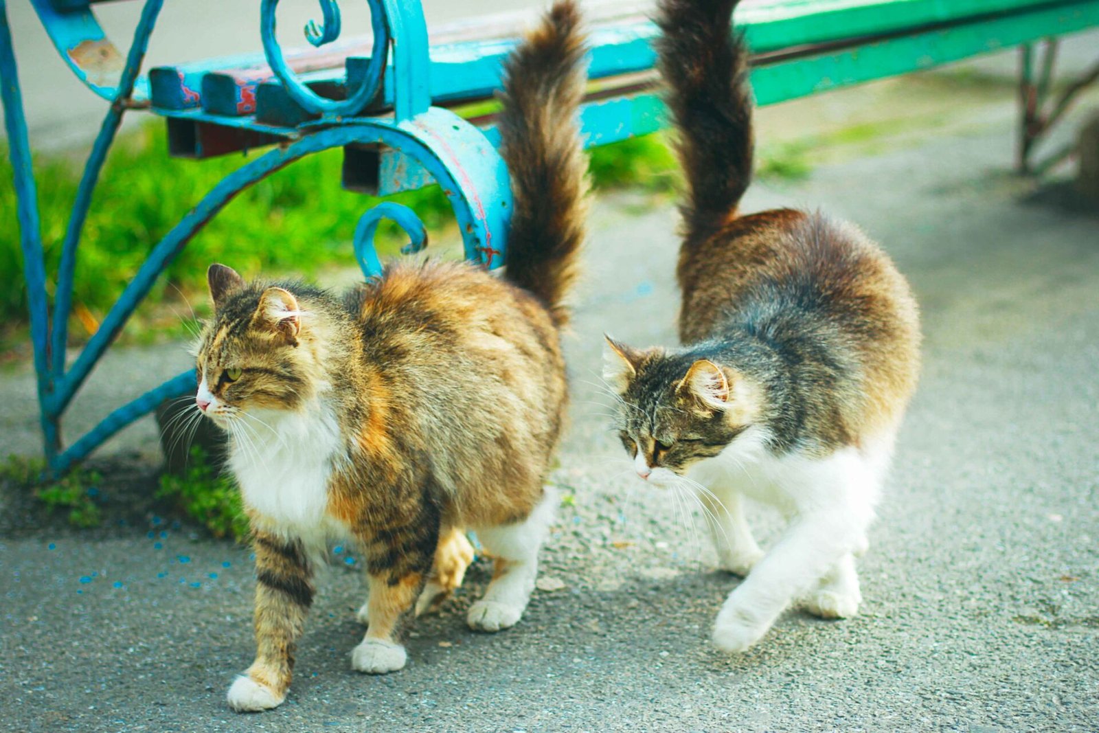 What Are Calico Persian Cats?