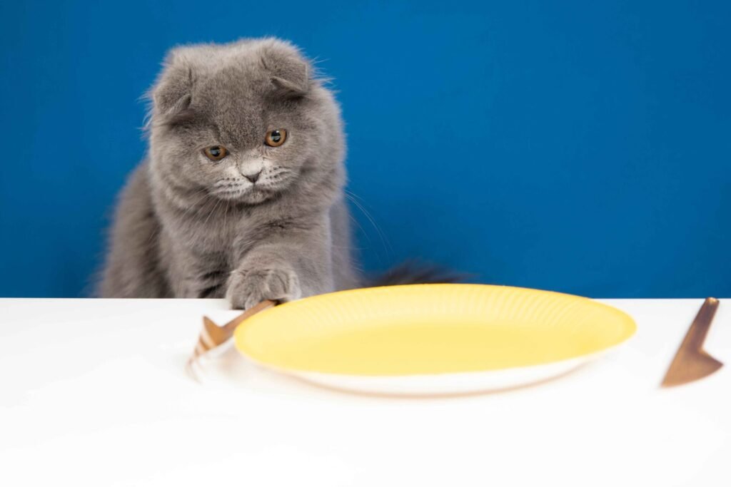How To Make My Persian Cat Gain Weight