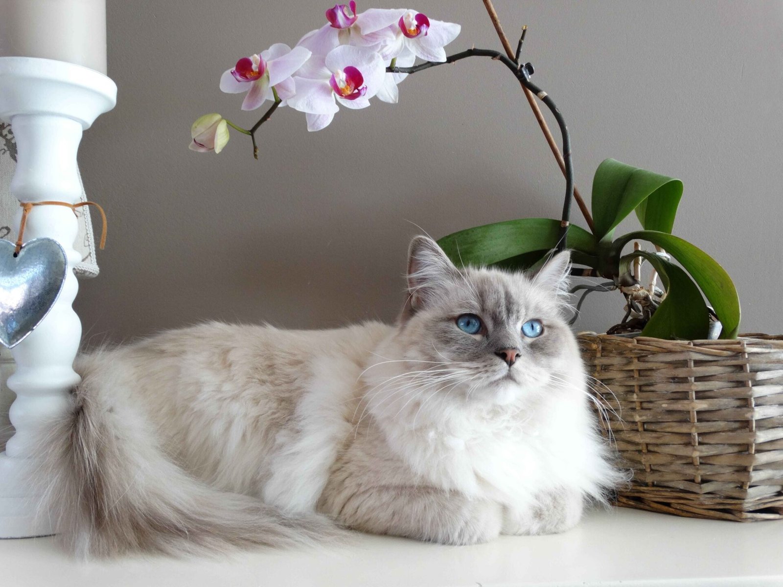 Persian Cat Fur Fluffy