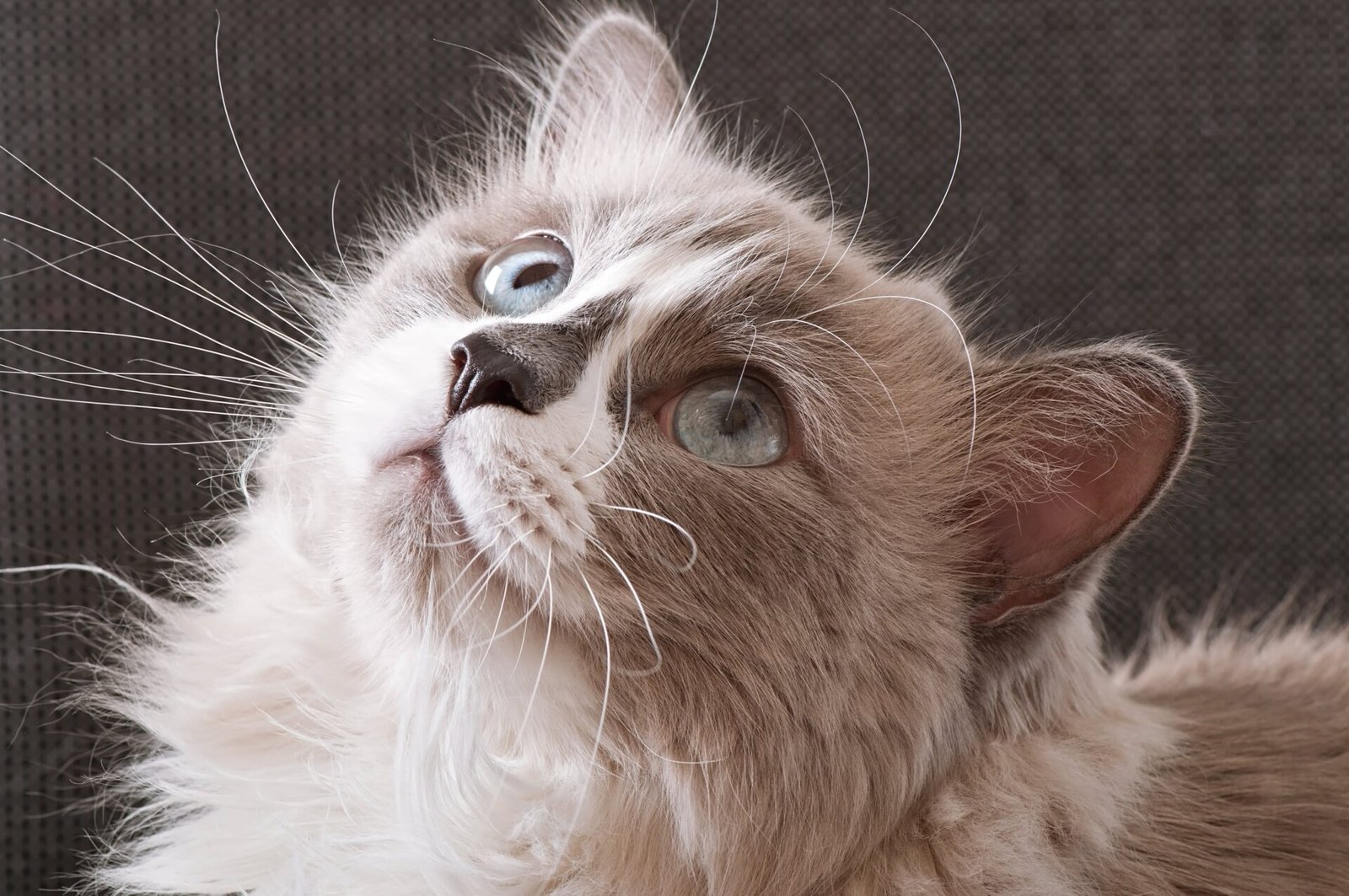 Lilac Persian cat