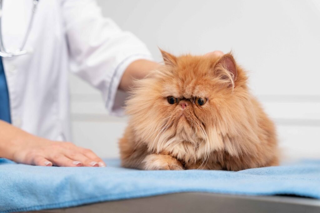 Do flat-faced Persian cats suffer from health problems?