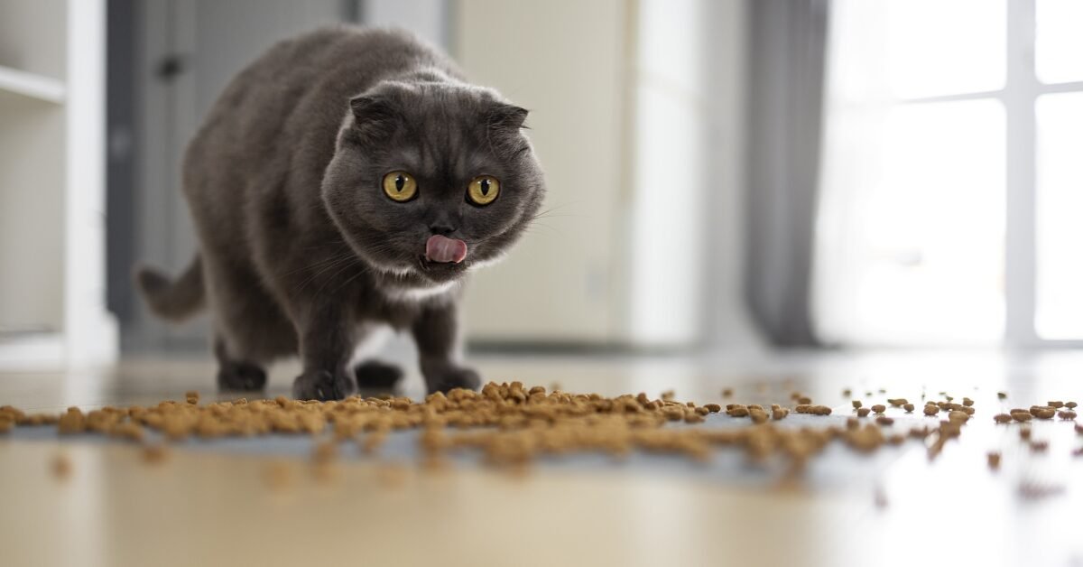 Are Persian Cats Fussy Eaters?