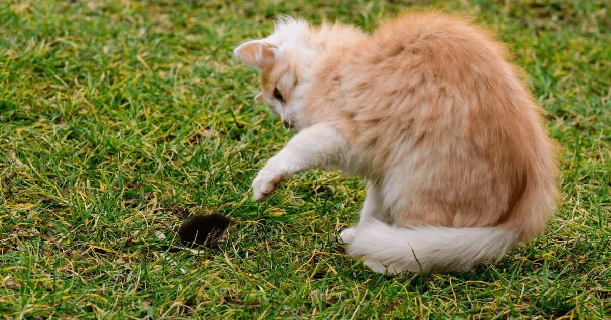 Can Persian Cats Catch Mice?