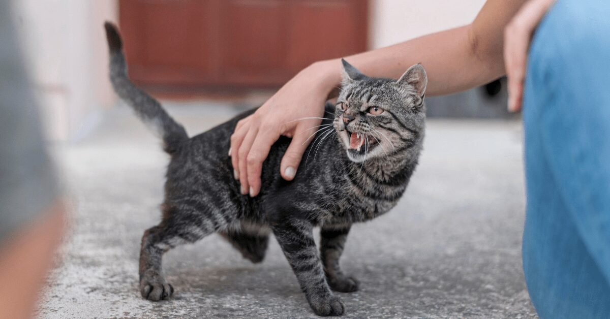 How Do Cats With Rabies Act?