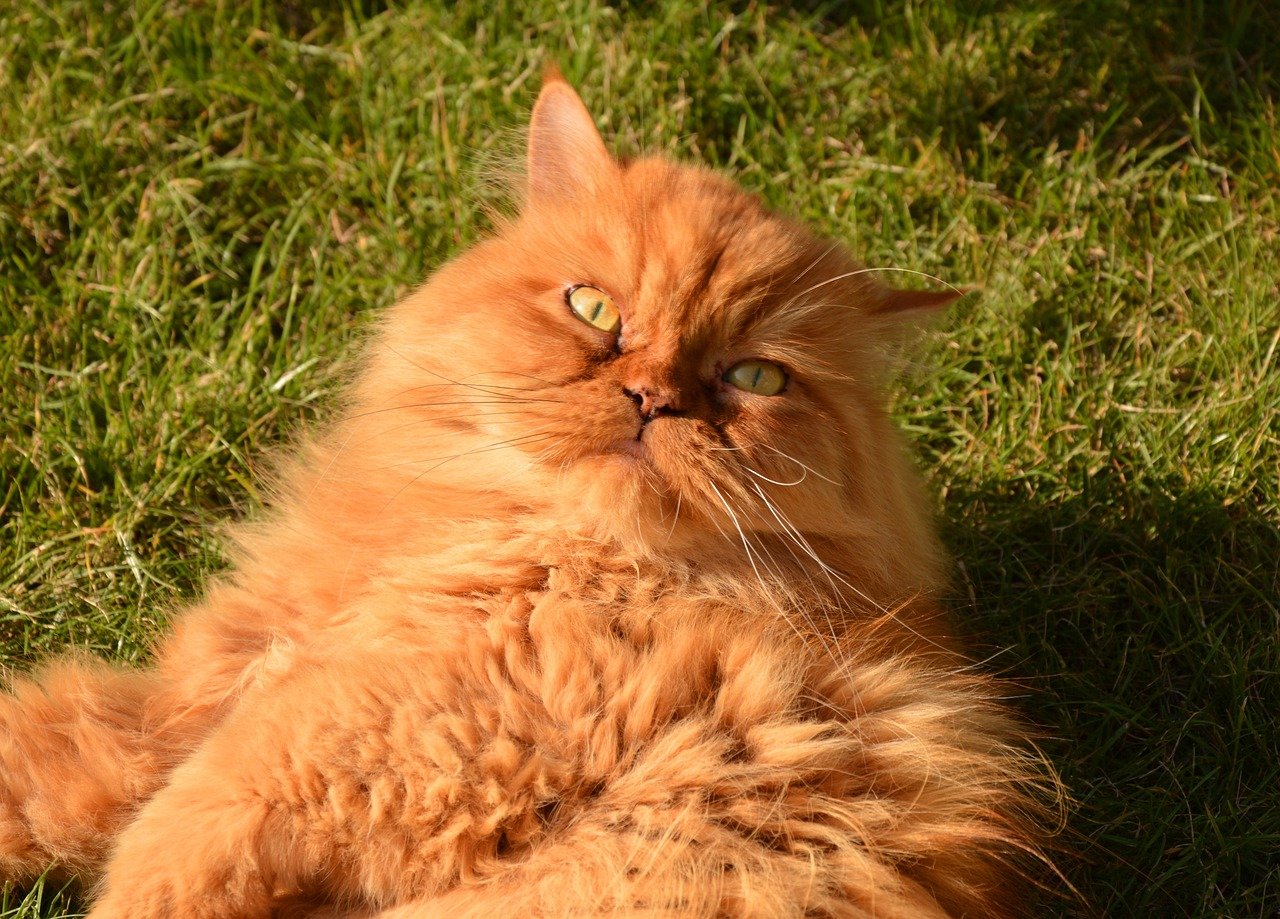 Orange Persian Cat