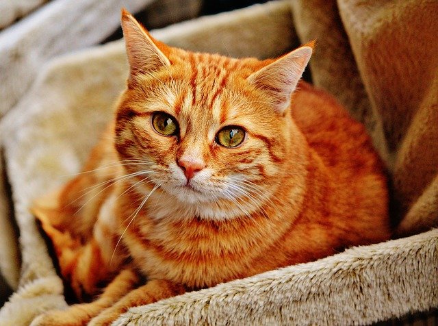Ginger cats can have either long hair or short hair