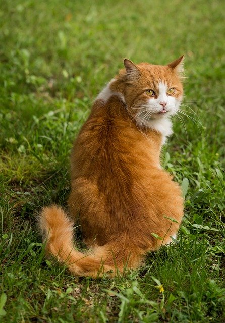 Ginger male cats are larger than normal cats