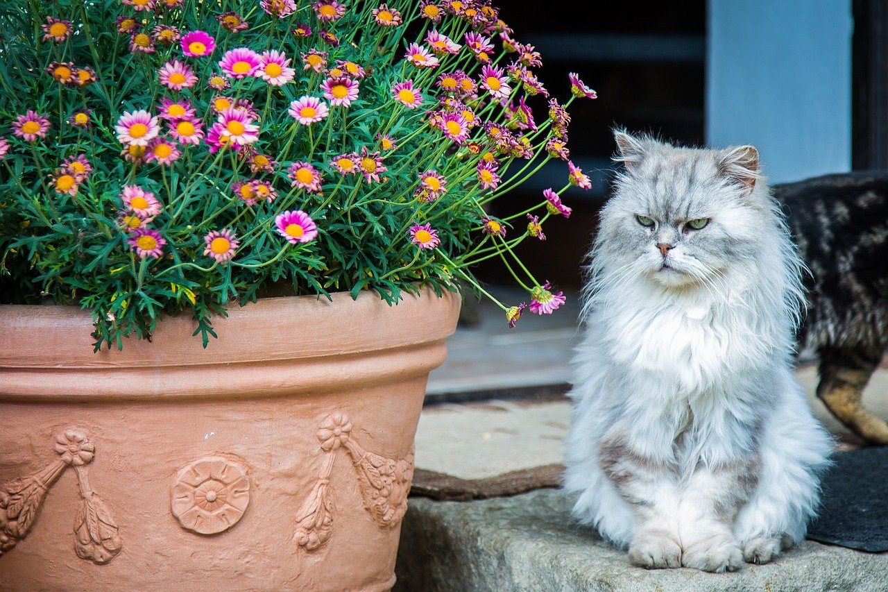 20 Ways To Make Your Persian Cat Happy