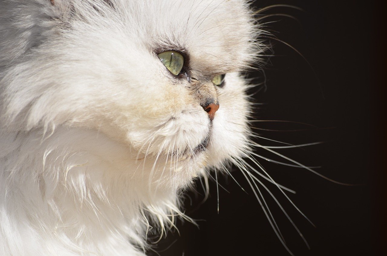 Identifying Persian cats by their coat color