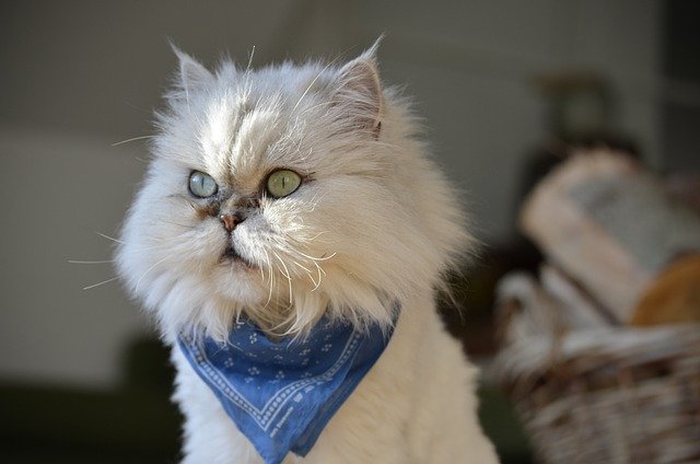 Do Persian cats need haircuts?