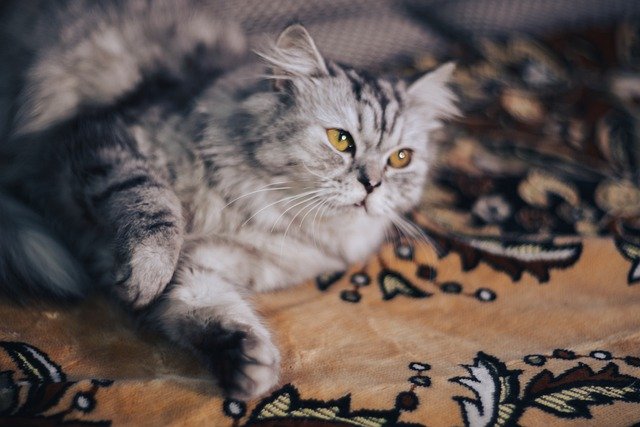 Persian cat were in the first cat show