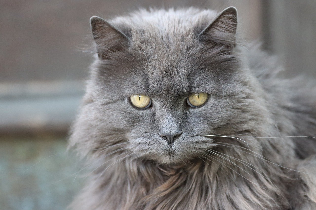 Why Do Persian Cats Look Angry?