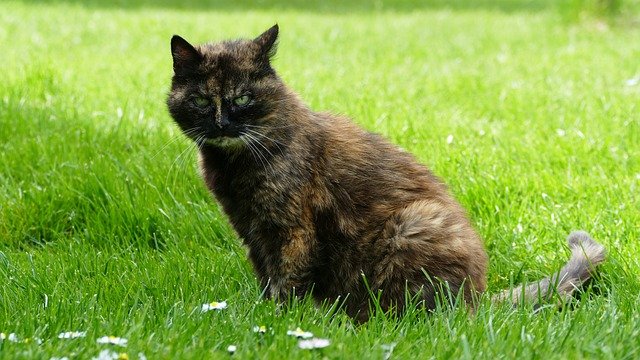 Formal recognition of the Tortie Persian cat
