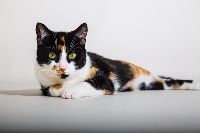 Are Calico Persian Cats Rare?