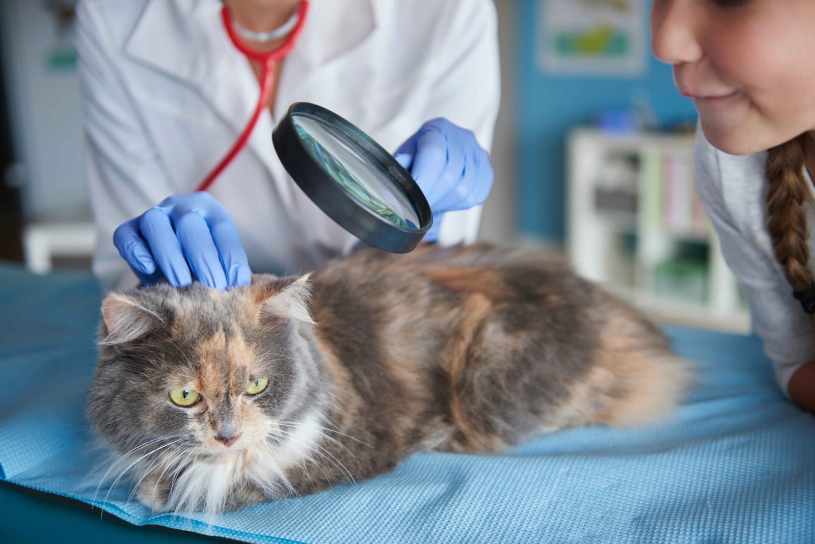 What is a Cat Ringworm?