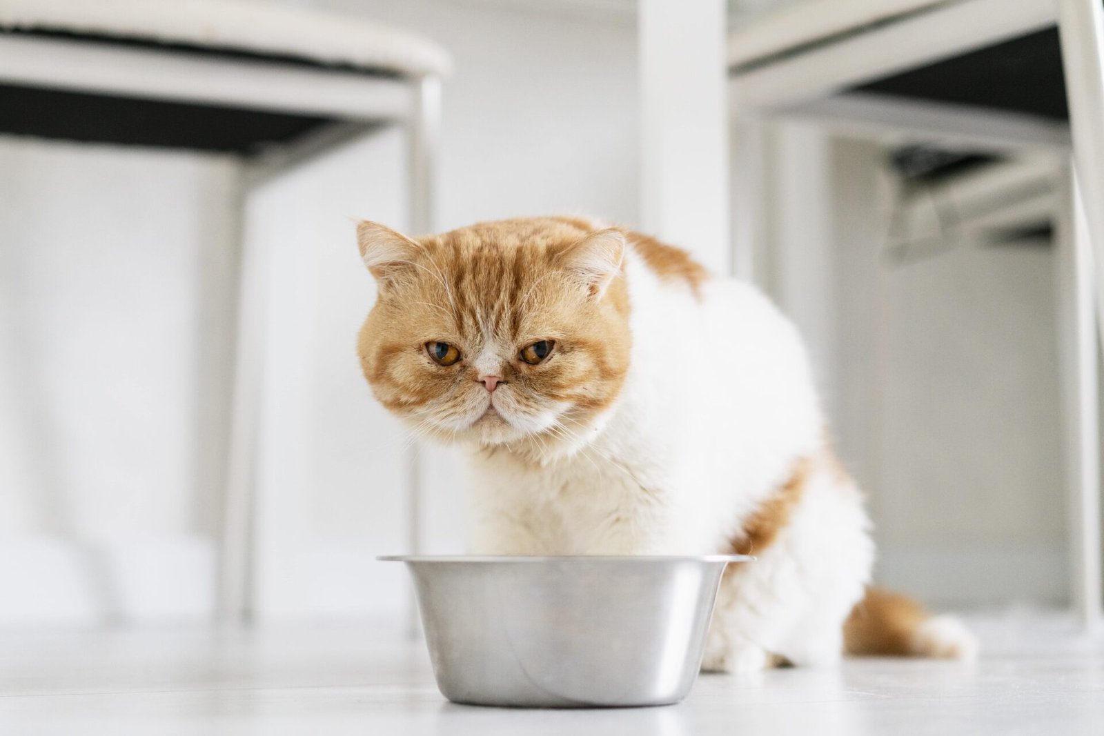 Healthy Ways to Help Your Cat Gain Weight