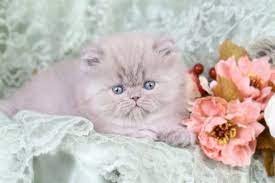 Lilac Persian Cats