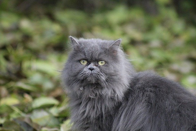Grey Persian cat