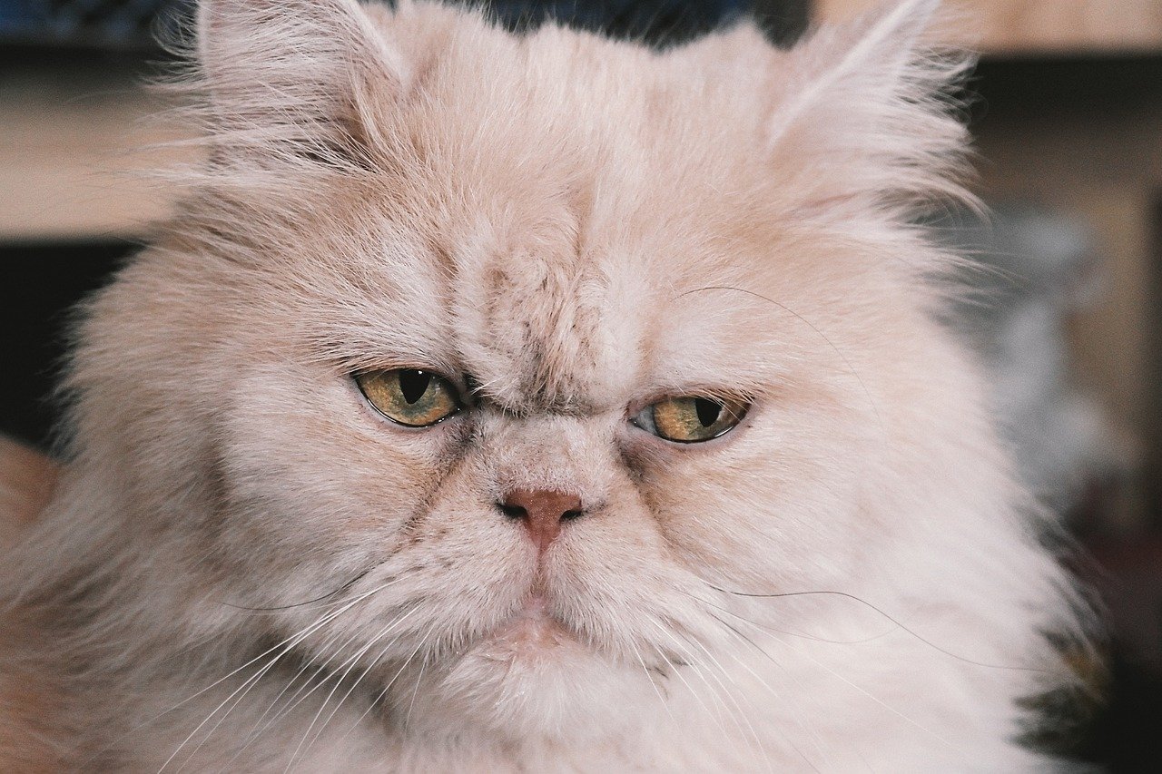 Are Persian Cat Mean?