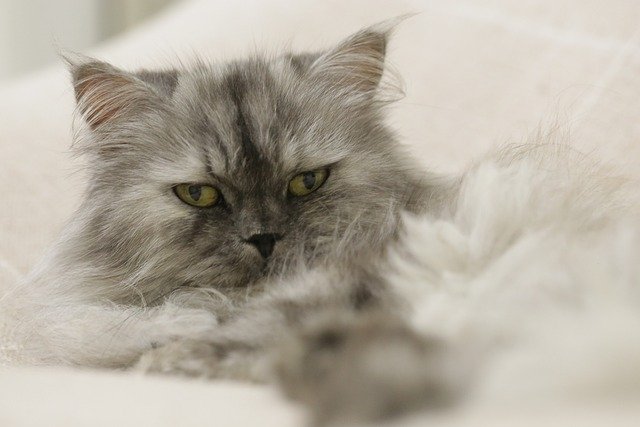 Are there any benefits to having a Persian cat?