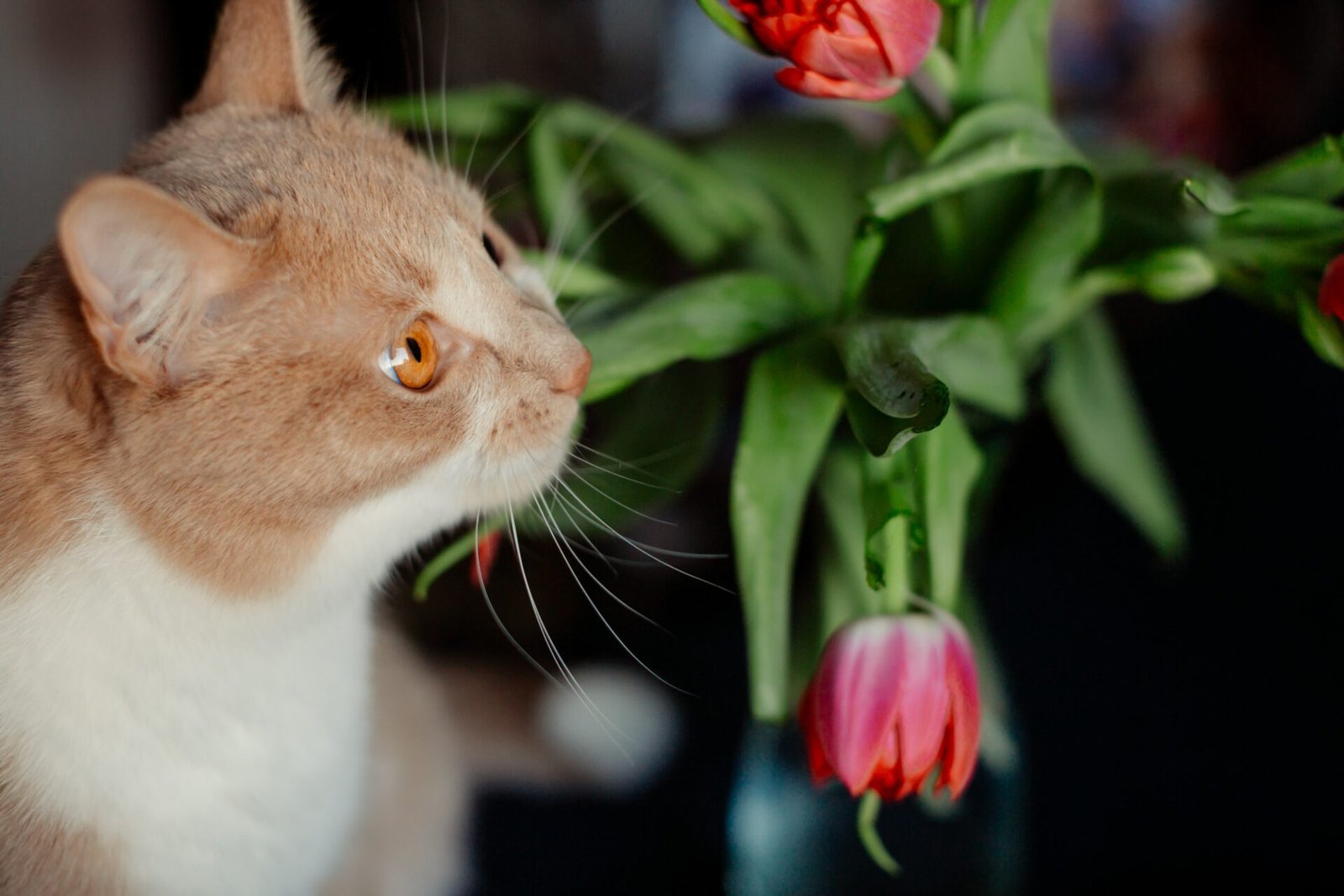 Most Common Poisonous Plants for Cats