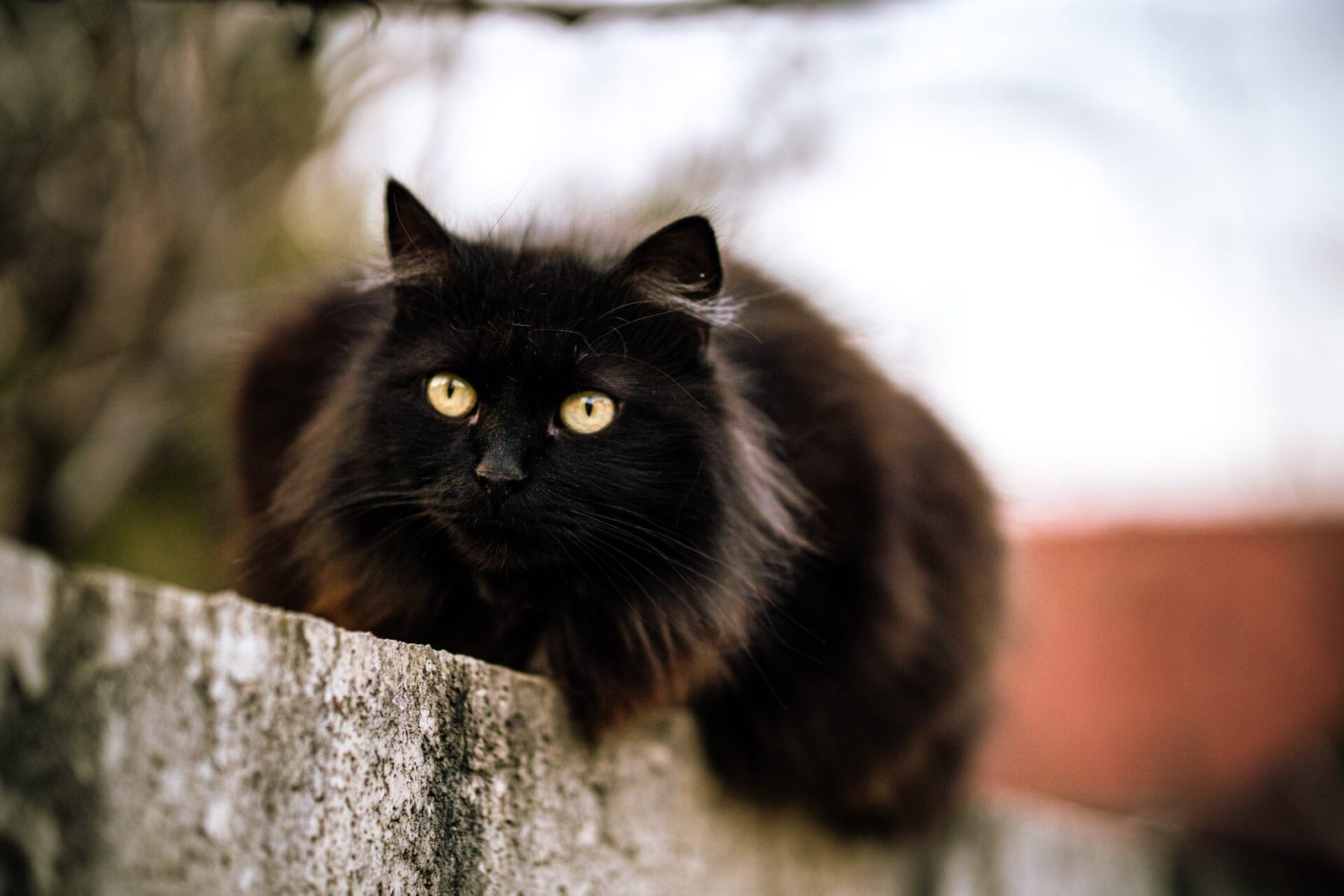 Black Persian cats