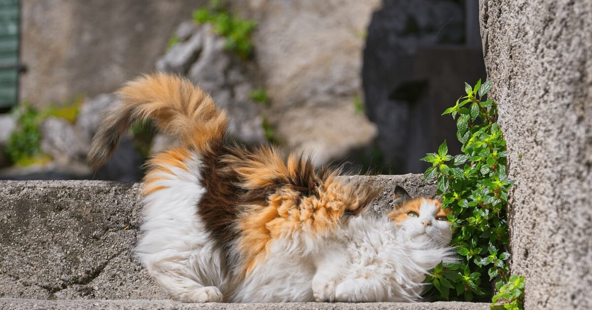 How Long Does Persian Cat's Hair To Grow Back?