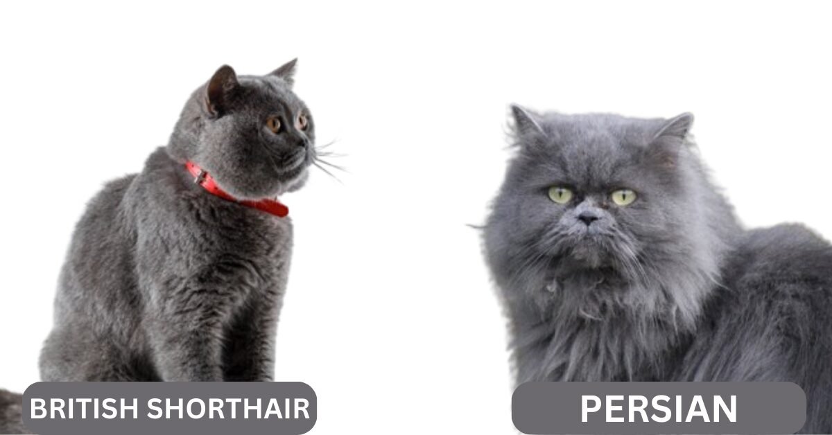 PERSIAN VS BRITISH SHORTHAIR - How Different Are They?