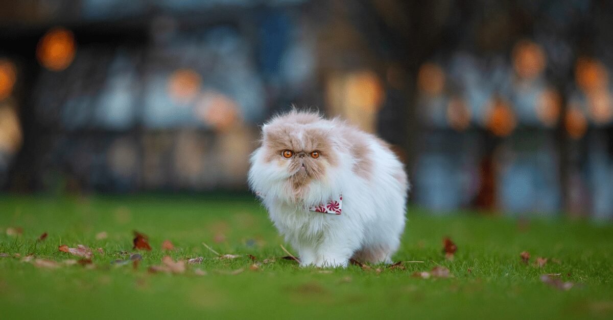 How Much Female Persian Cat Weigh in Nine Months?
