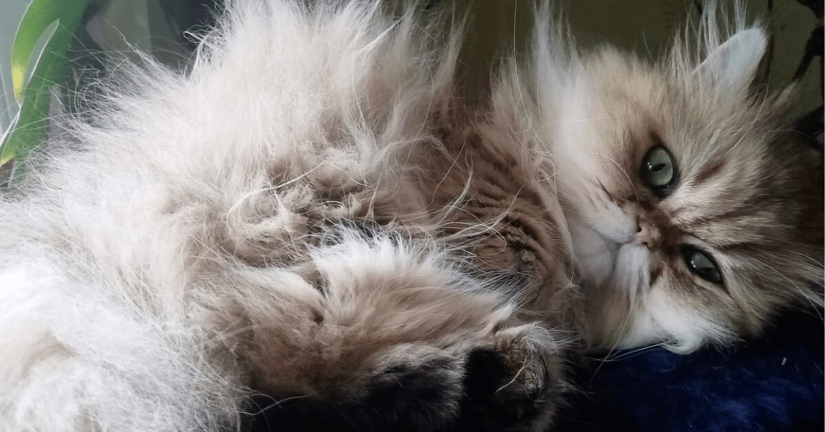 Do Persian Cats Shed Excessively?