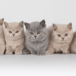 Persian Kitten Care