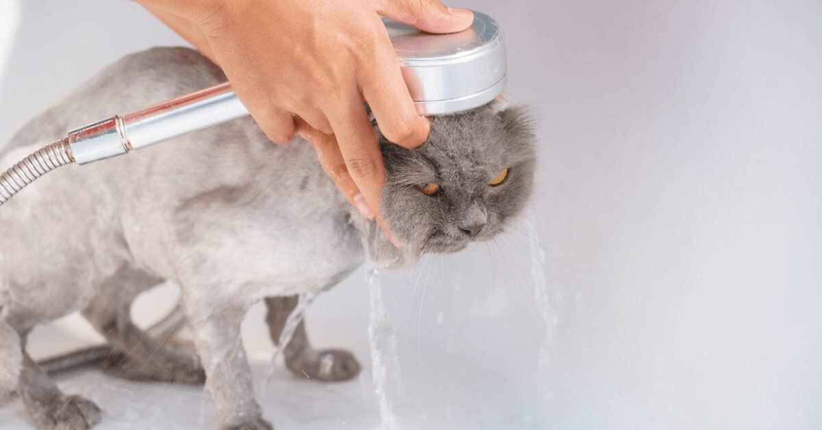 How Often Should You Bathe a Persian Cat