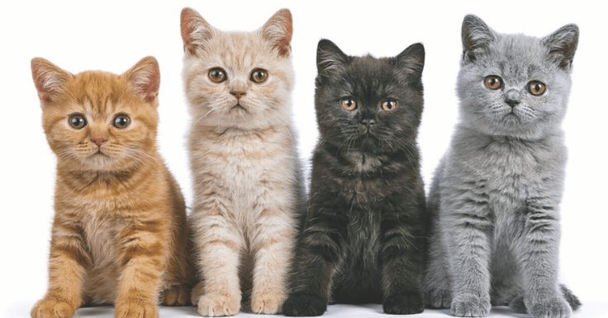 Cute Names For Persian Kittens