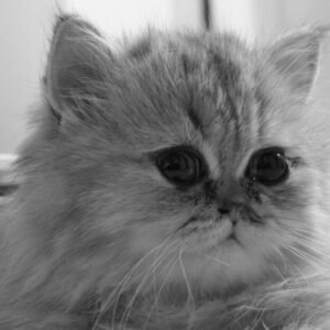 How To Clean Your Persian Cat’s Eyes