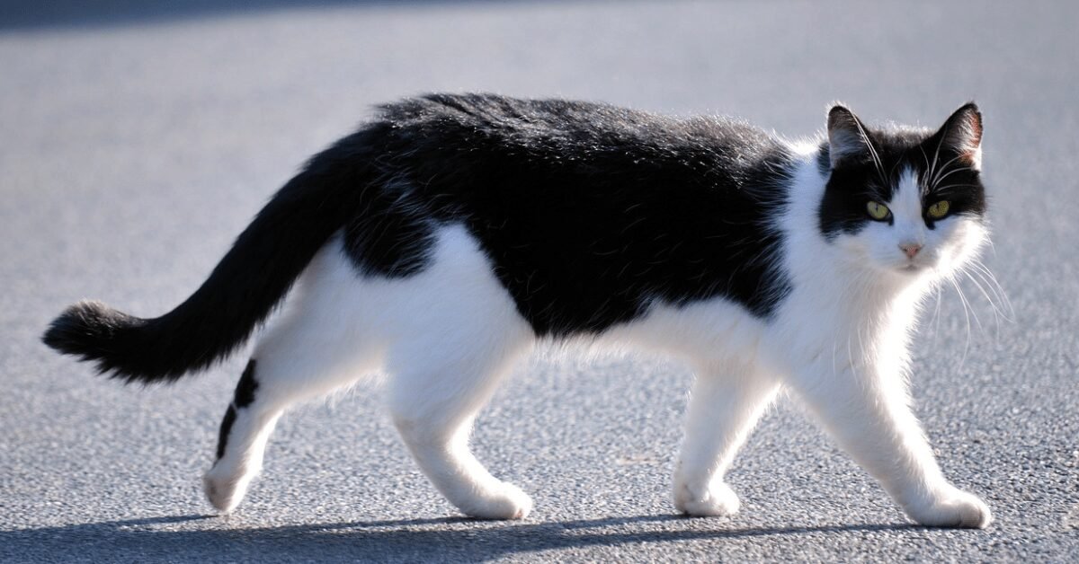 How Fast Can Domestic Cats Run?