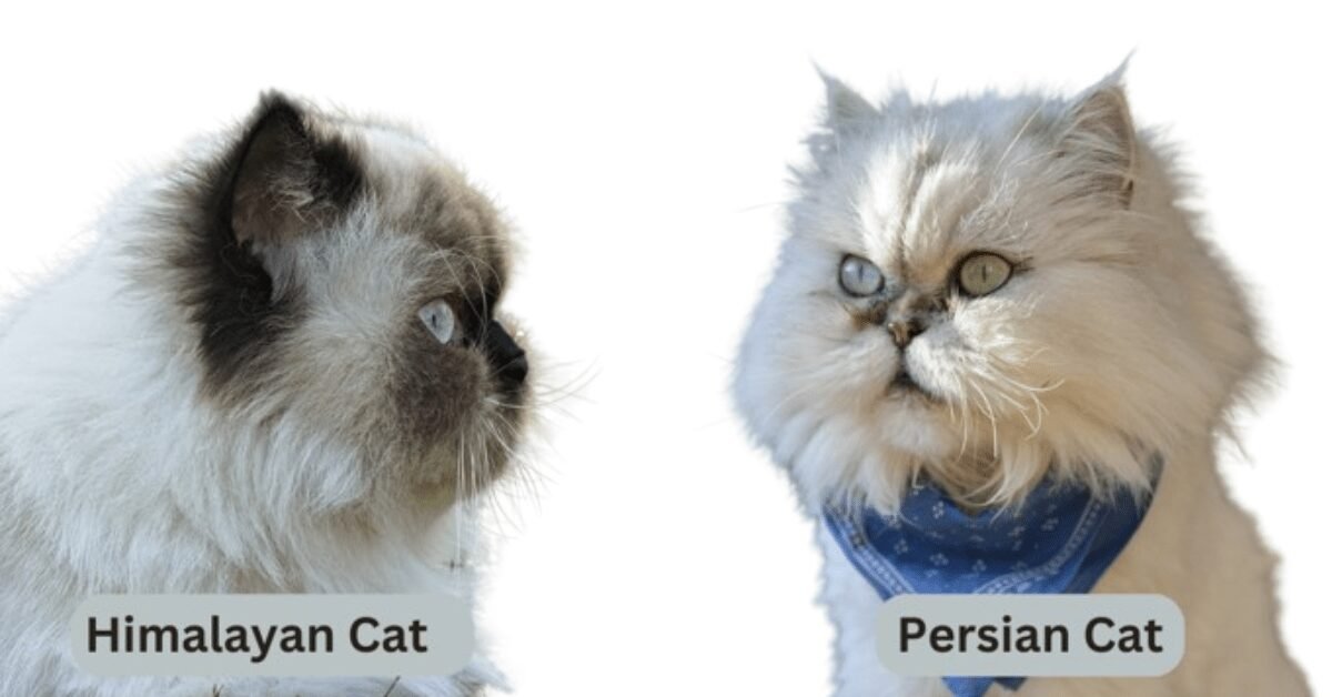 Persian and Himalayan cats