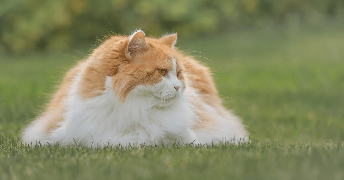 Persian Cat vs. British Longhair Cat