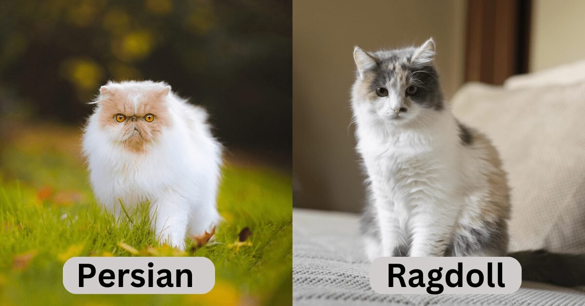 Persian Vs Ragdoll Cat
