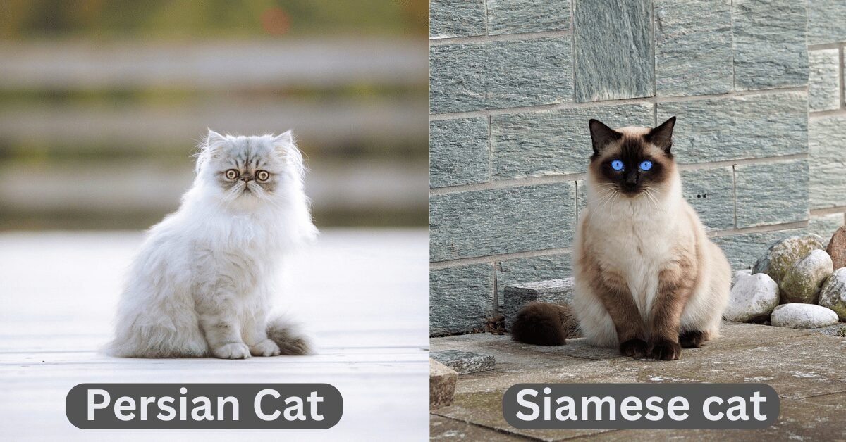 Persian cat vs. Siamese cat