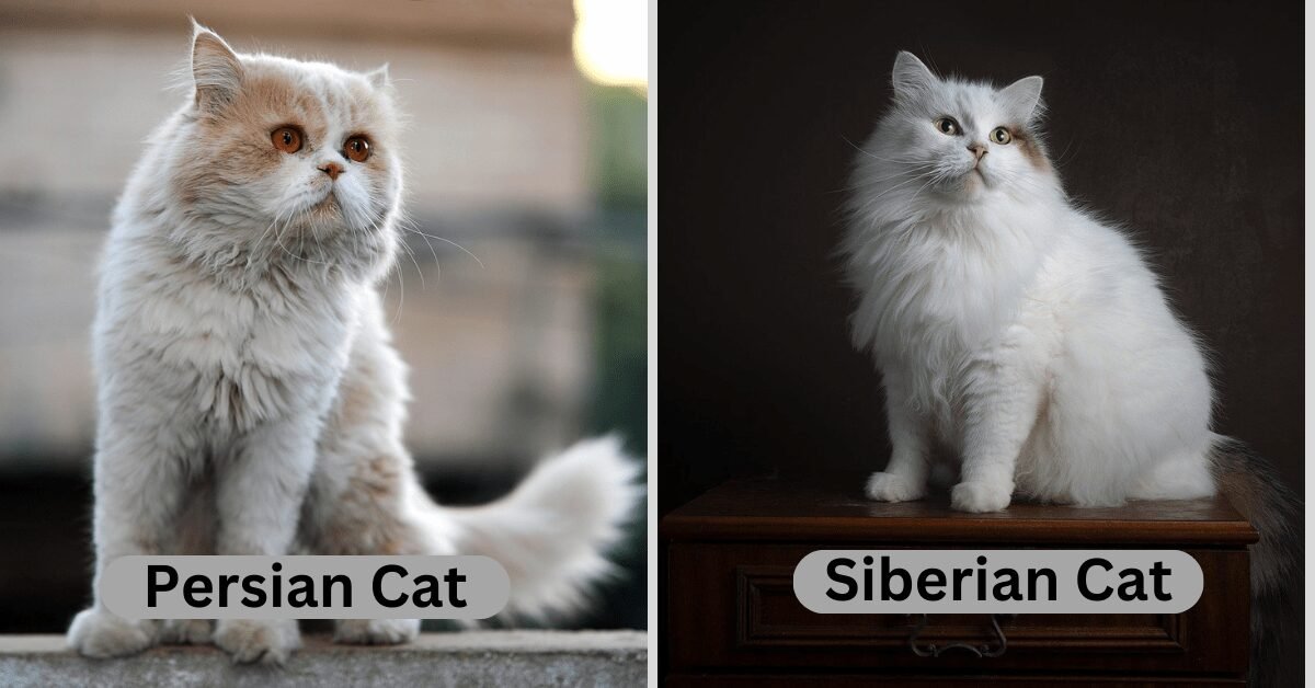 The Differences Between Persian And Siberian Cats
