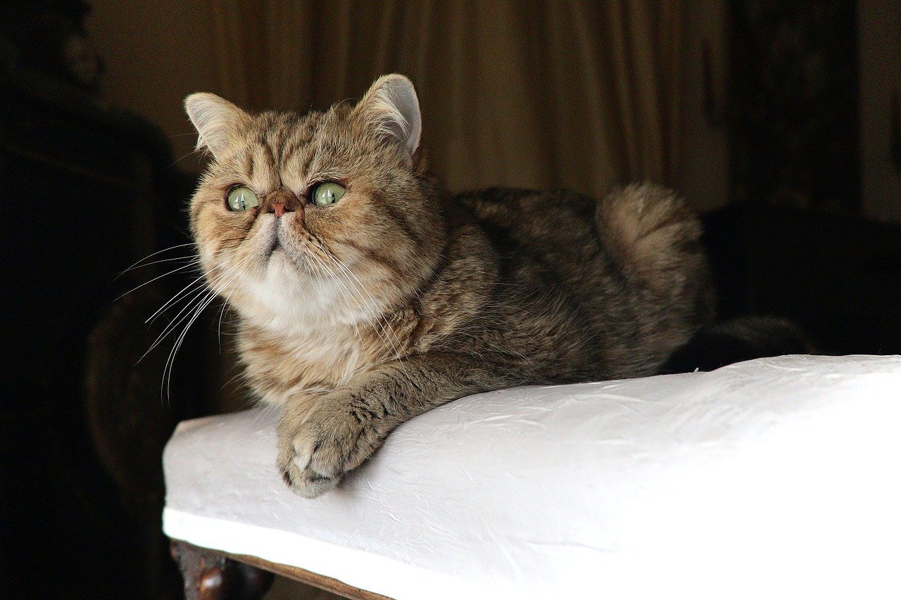 What Is Exotic Shorthair?