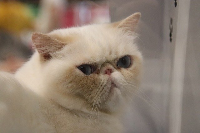 How Do You Clean Your Persian Cat’s Eyes