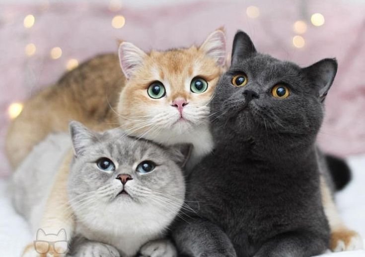 The Persian Cat Colors