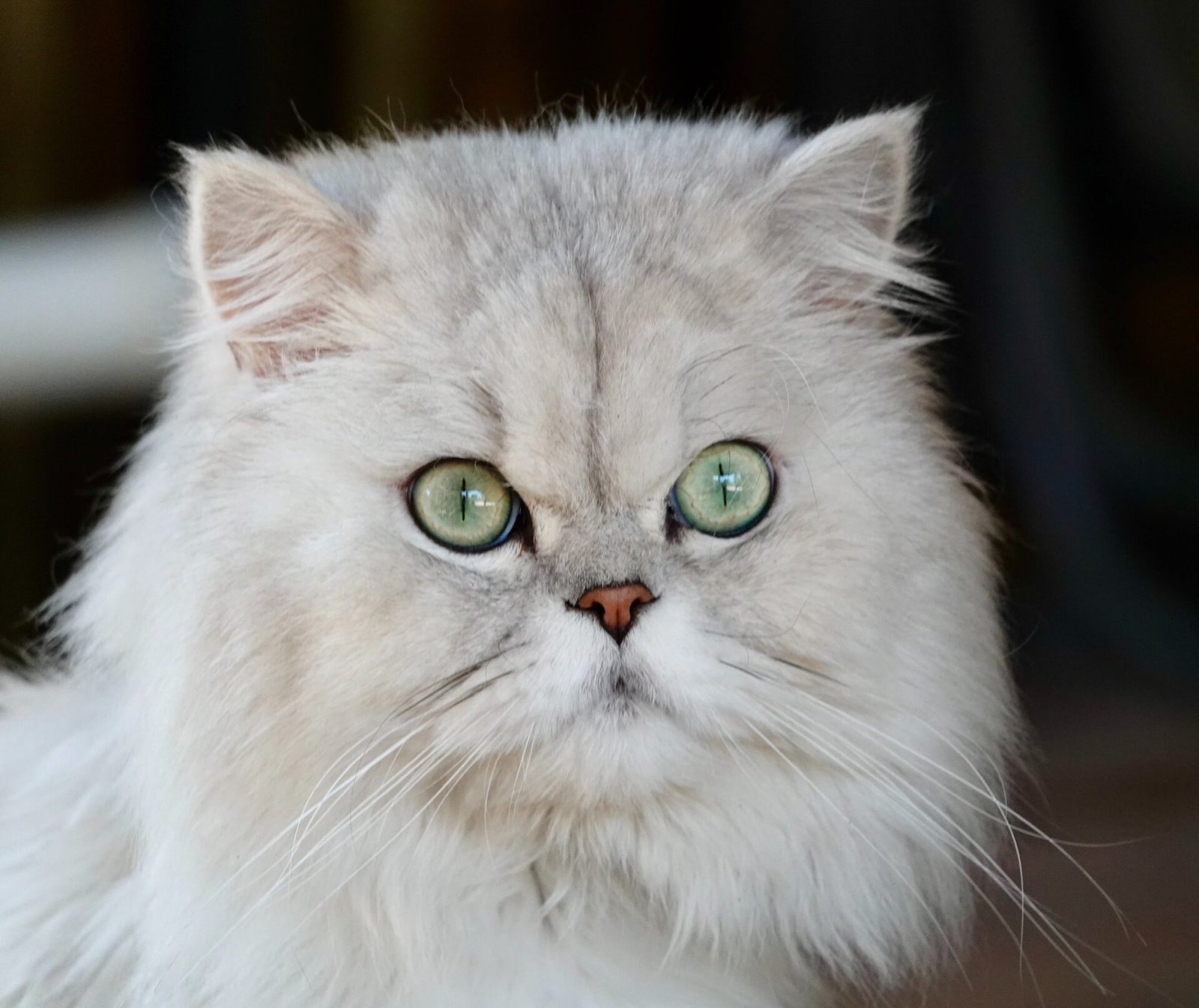 Male Persian Cat; Personality Overview