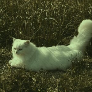 Persian Cat Life Expectancy