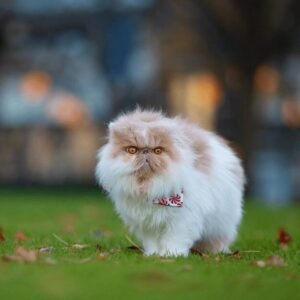 When Do Persian Cats Begin Spraying?